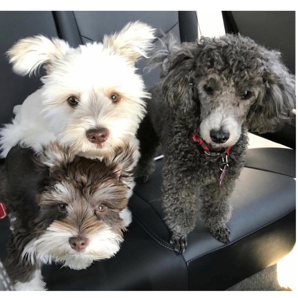 Melody Eighthsense - Picture 1 of 8